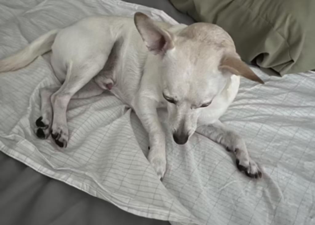 Grounding Well Technology Bed Sheet