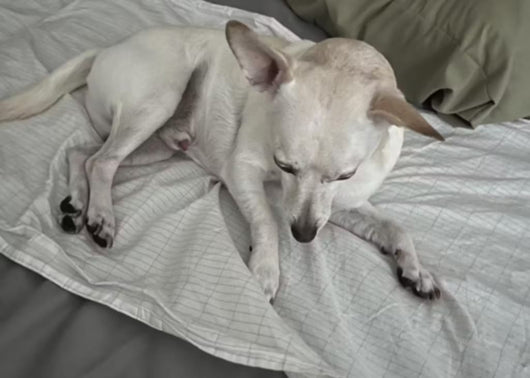 Grounding Well Technology  Bed Sheet